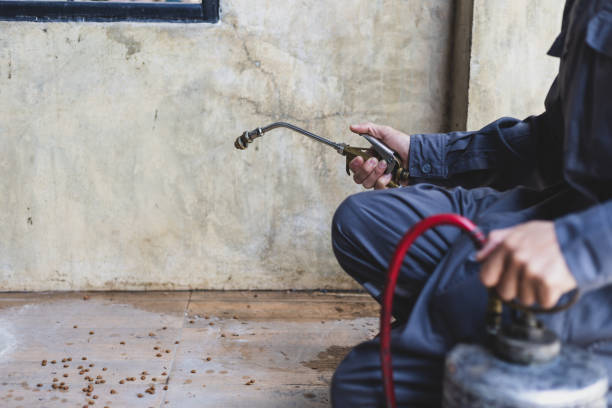 Wasp Removal Services in Atwater, CA
